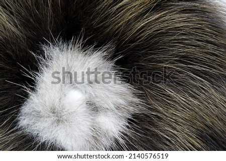 Fur of a wild beast. Feminine decoration. it is a thick hairline covering the skin of many animals. This is a defining characteristic of mammals. It consists of a greasy guard hair at the top