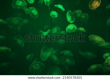 Jellyfish with green neon glow light effect in sea aquarium