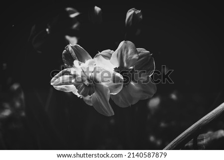 Black and White Flowers in a field