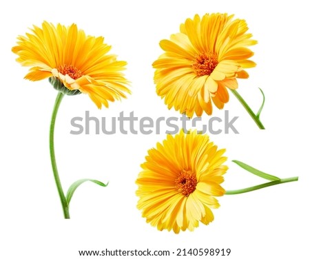 Calendula, marigold isolated on white background. Full depth of field with clipping path
