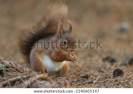 A foraging Red Squirrel, Sciurus vulgaris, sitting on the forest floor eating a nut.