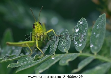 A small grasshopper sits in the early morning on the grass, covered with dew drops.
Dew drops on the grass in the early morning create a unique picture of peace and quiet.
