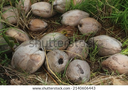 Dark brown coconuts scattered among the grass