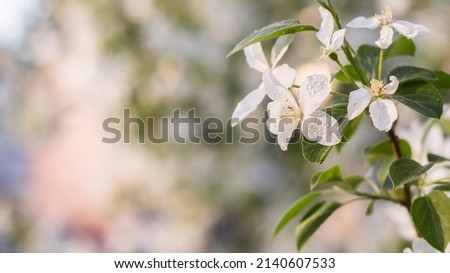 white flowers of an apple tree in the rays of the evening sunset with a blurred background. spring bloom. beautiful nature. Malus