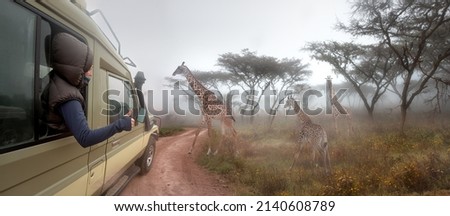 Happy woman traveller on a safari in Africa, travels by car in Kenya and Tanzania, watches life wild giraffes in the early morning in the savannah.
Adventure and wildlife exploration in Africa. 