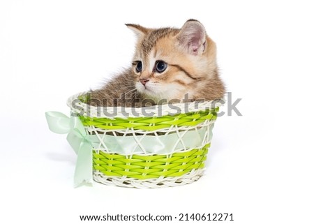 Small British kitten in a basket, isolated on a white background