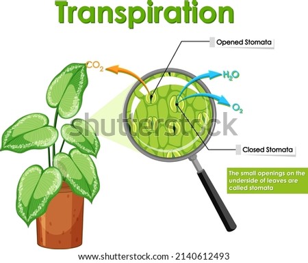 Diagram showing transpiration in plant illustration