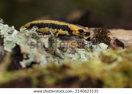A fire salamander on the mossy forest floor 