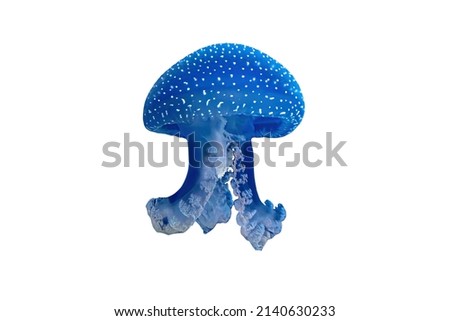 Australian spotted Jellyfish floating in the water isolated on white background. Phyllorhiza punctata species living in tropical waters of the western Pacific from Australia to Japan. Royalty-Free Stock Photo #2140630233