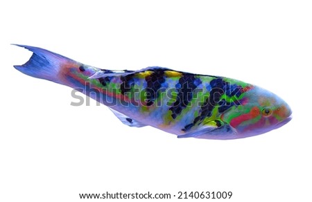 Sixbar wrasse or six-banded wrasse from Indo-Pacific ocean on white background. Thalassoma hardwicke of Indian Pacific Oceans, Great Barrier of Australia, Japan, Madagascar, Indonesia and Philippines.