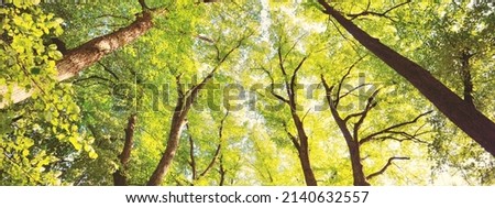 Summer landscape. Alley through tall deciduous green trees in a city park. Bright sunshine, pure soft sunlight Royalty-Free Stock Photo #2140632557