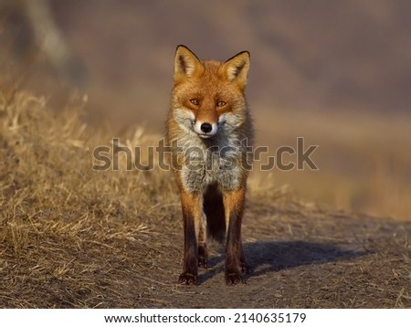 fox in natural habitat (vulpes vulpes)