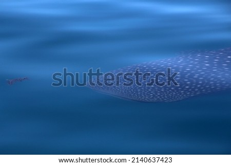 Whale shark Baja California Sur, Mexico  