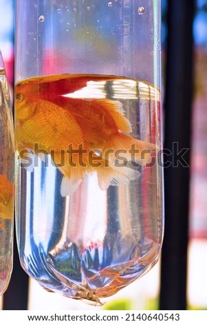 Goldfish, koi. Sale and aquarium maintenance