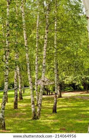 Park with silver birch trees