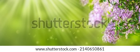 flowering lilac branch in foreground against blurred green sunny nature background, beautiful floral idyll concept with copy space for mothers day, garden idyll or others, selective sharpness Royalty-Free Stock Photo #2140650861
