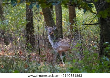 A male fallow deer between the trees in a dense forest watches the photographer, a wild animal in the wild, a male with large spade-shaped horns