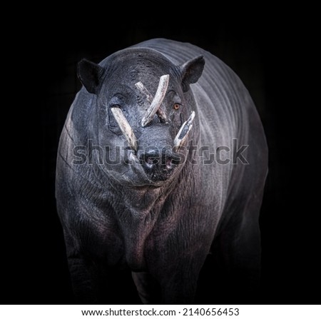 Adult male North Sulawesi babirusa - celebensis - is a pig-like animal native to Sulawesi and some nearby islands. Aka deer pig. Close up of face and tusks, isolated on black background