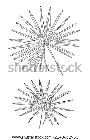 Chamaerops humilis leaf vector line drawing of flowers and leaves. Royalty-Free Stock Photo #2140662951