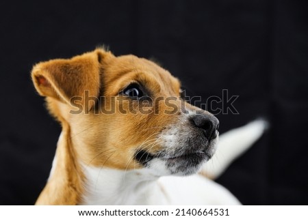 Jack Russell Terrier. Cute three-month puppy. Black background. Selective focus