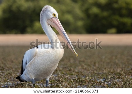 Australian Pelican on exposed sea grass, Tomaga River, NSW, March 2022 Royalty-Free Stock Photo #2140666371