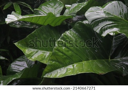 Photo of Colocasia Esculenta (taro leaves) exposed to rain, causing water droplets on the leaves.