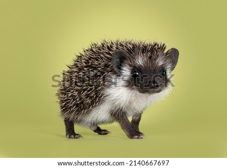Cute little hedgehog baby. Isolated on a green background. Standing high on legs and looking towards camera.