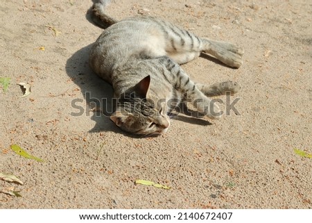 Close-up photo of a tabby grey cat lying on the ground