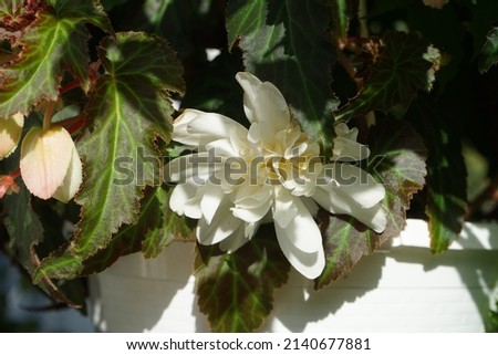 The Begonia Illumination White has lovely white flowers. Begonia is a genus of perennial flowering plants in the family Begoniaceae. Berlin, Germany