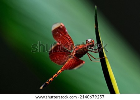 A picture of a red dragonfly lover