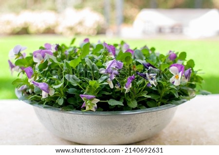 garden flowers pansies multicolored in a pot on the terrace