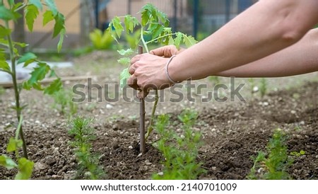 Hands of female Caucasian gardener fastening freshly planted seedling to stakes to provide strength and support plant growth Royalty-Free Stock Photo #2140701009