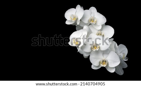 Close up shot of beautiful white orchid (Phalaenopsis) flower isolated on black background. Royalty-Free Stock Photo #2140704905