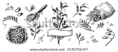 Lentils hand drawn, isolated. Canvas bag with additives. Lentil plant with flowers and leaves. Textured wooden spoon. Great for packaging, advertising and logos. Royalty-Free Stock Photo #2140706347
