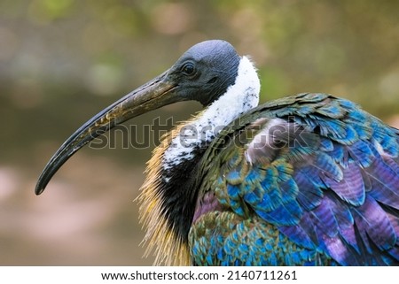 A picture of a fan of the spiny ibis, a spiny ibis, ornithology, types of animals