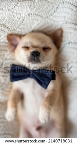 small dog, chihuahua, śpiący pies, szczeniak, psia łapa, 