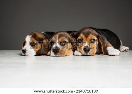Beagle tricolor puppies are posing. Cute white-braun-black doggies or pets playing on grey background. Look attented and playful. Studio photoshot. Concept of motion, movement, action. Negative space. Royalty-Free Stock Photo #2140718139