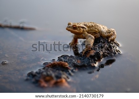 Male Toad sitting on small island in its breeding pond in Sauerland Germany, macro close up. The common toad (Bufo bufo) is a frog with brown skin covered with wart-like lumps and bright orange eyes. Royalty-Free Stock Photo #2140730179