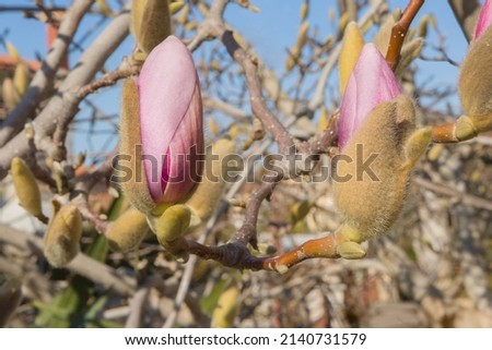 beautiful magnolia branch with buds in spring.