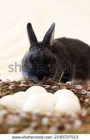 cute Easter bunny colored dwarf otter in a nest of hay and willow branches sniffing chicken white  eggs on a light warm background