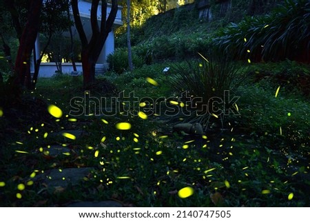Fireflies flying on the grass in the park at night