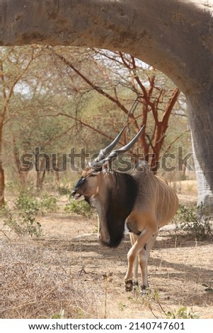 Giant eland (Taurotragus derbianus), also known as Lord Derby eland, savanna antelope in Bandia reserve, Senegal, Africa. African animal. Antelope, giant eland, taurotragus derbianus. Safari in Africa Royalty-Free Stock Photo #2140747601