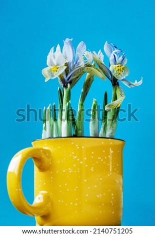 iris flowers in the pot