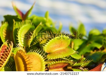 The Venus flytrap (Dionaea muscipula) carnivorous plant, macro photography, exotic tropical floral pic. Selective focus
