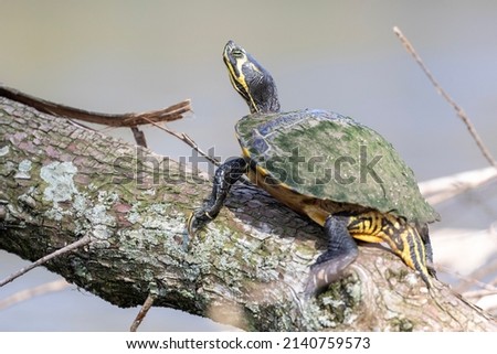 Yellow Bellied Slider on a Cypress Knee
