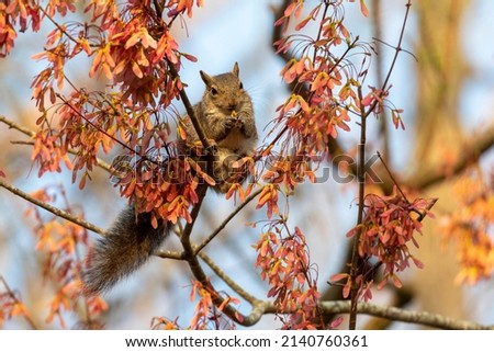 Squirrel on a Maple Blossom Tree
