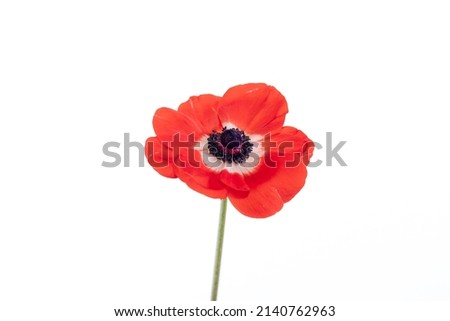 Red anemone poppy isolated against a white background Royalty-Free Stock Photo #2140762963