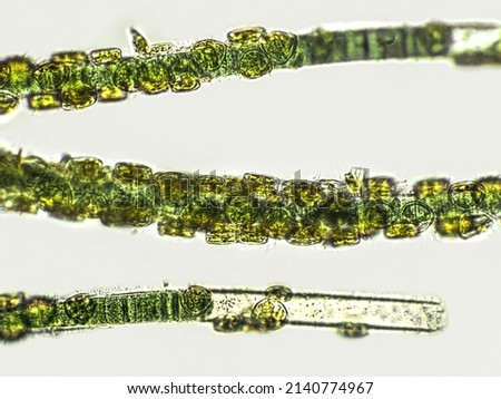 Blue green filamentous algae under microscopic view, cyanobacteria, green algae Royalty-Free Stock Photo #2140774967
