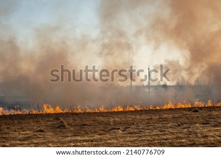 Fire in fields and swamps burning everything on its way. Strong fire spreading through dry grass