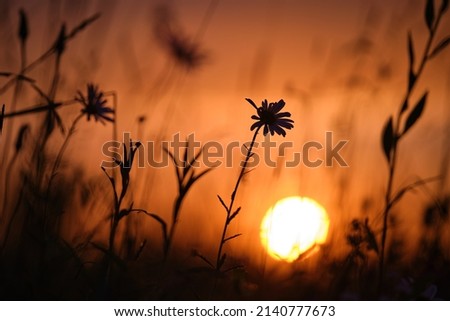 Dark silhouettes of wild flowers against bright colorful sunset sky with setting sun light